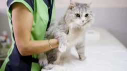 Клиника Лео изображение 4