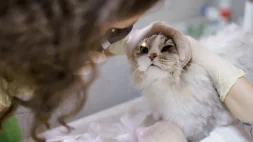 Клиника Лео изображение 1