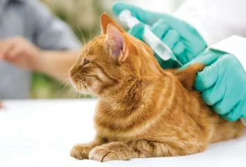 Вакцинация кошек всего 1000 рублей