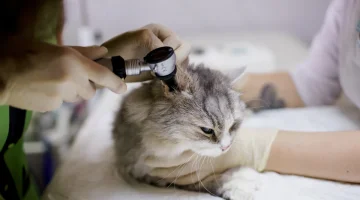 Клиника Лео изображение 15